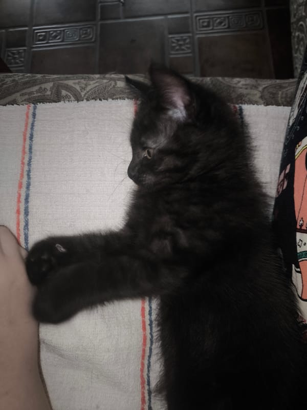 Peaceful home moments with pets, plants, and collections in Shymkent
