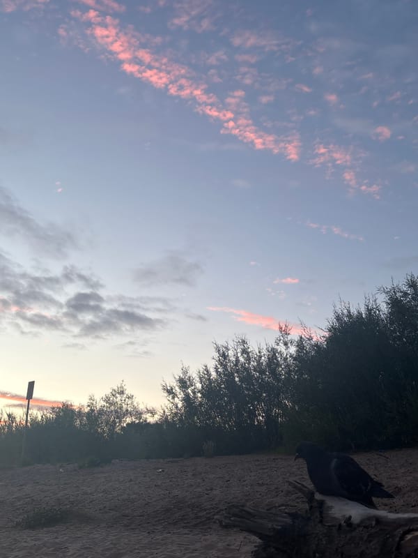 Pigeon on driftwood, pastel skies over Arkhangelsk shoreline