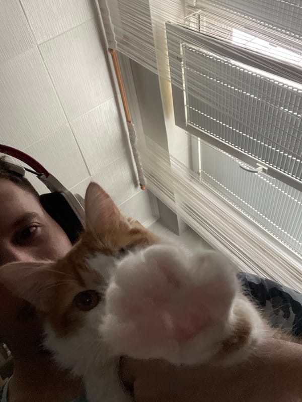 Person plays with ginger cat in Razgrad apartment