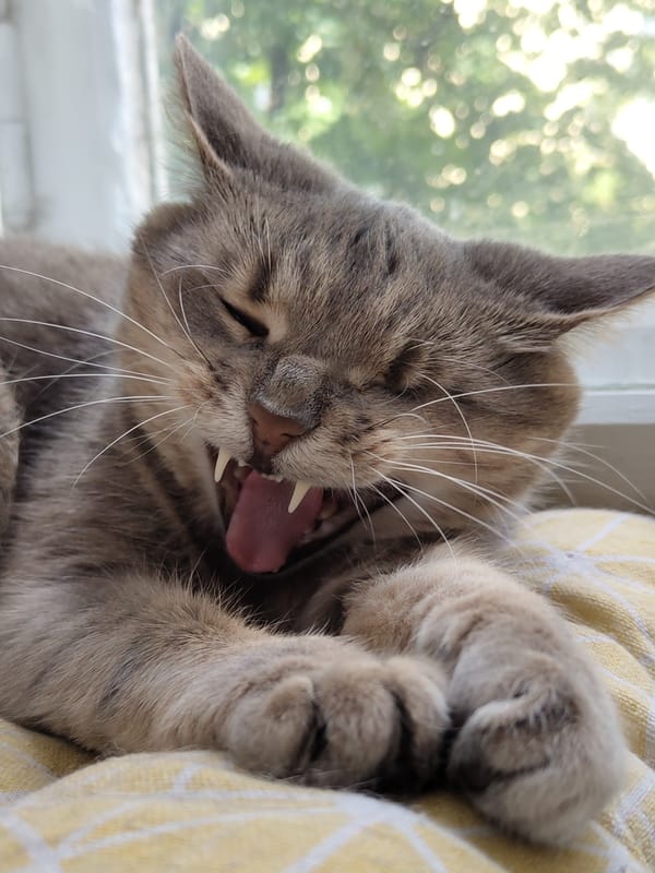 Grey tabby cat yawning wide on a patterned blanket