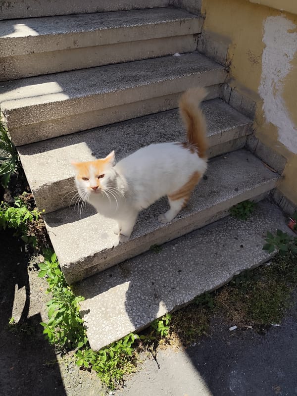Morning life documented across Sarıyer, Turkey marina and streets