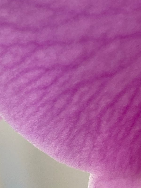 Close-up botanical documentation captured in Alanya, Turkey