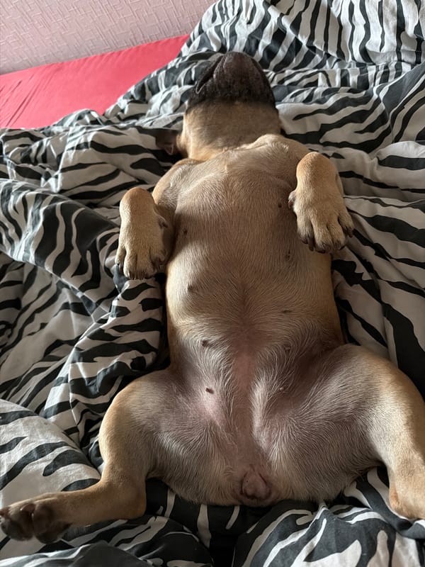 French Bulldog photographed napping peacefully in Baloži, Latvia