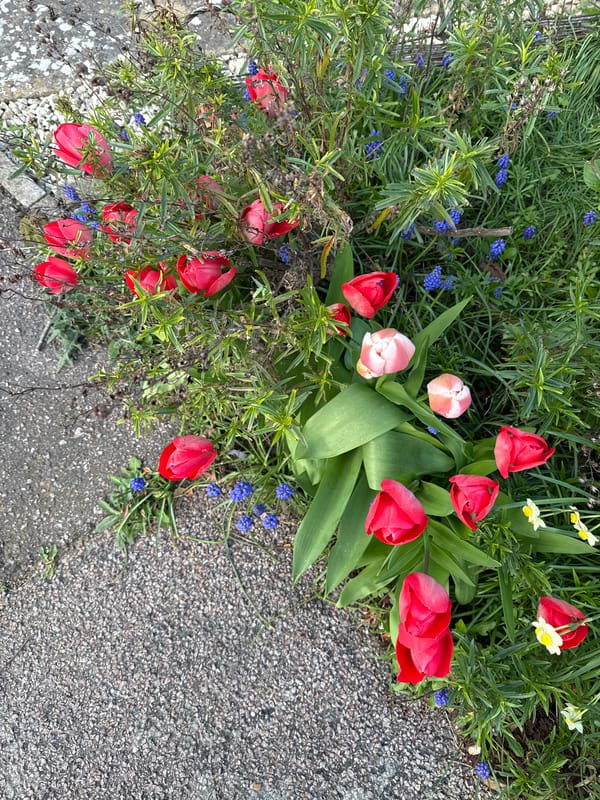 Spring tulips and flowers bloom in Great Yarmouth flowerbed