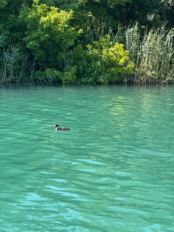 Waterfowl observed swimming in Skadar Lake near Vranjina, Montenegro