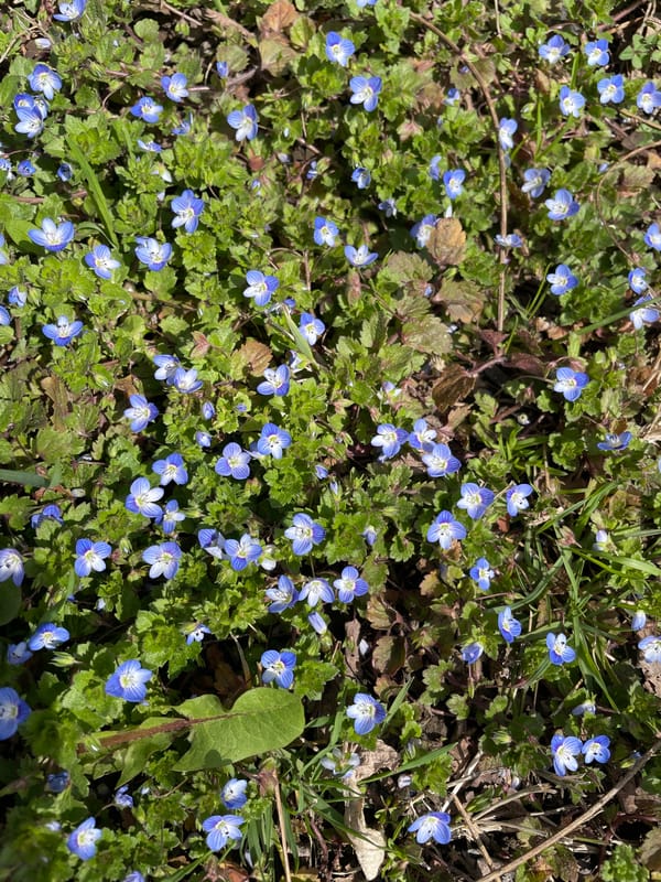 Morning dog walk through spring park in Yerevan