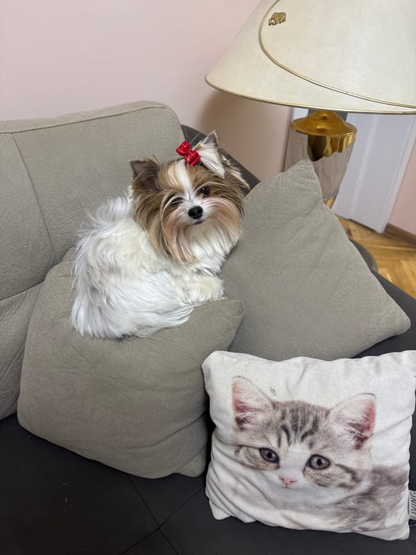 Small dog with red bow photographed on sofa in Plovdiv