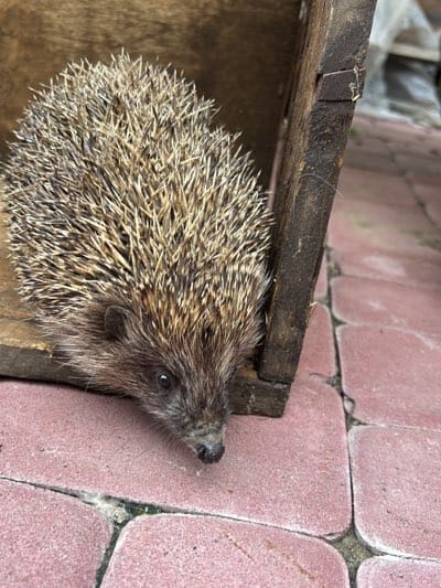 Hedgehog spotted in makeshift wooden shelter on Kharkiv street