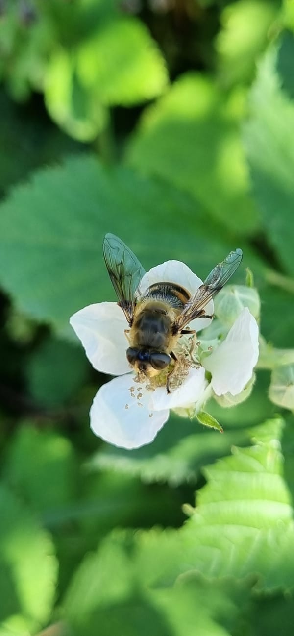 Rural life documented through macro photography in Blizhnee, Ukraine