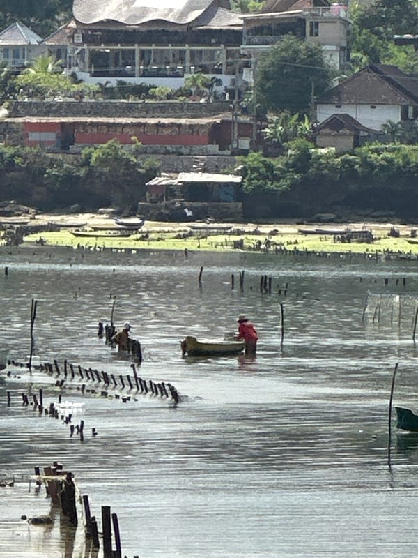 Seaweed farm bay at low tide, Nusa Penida