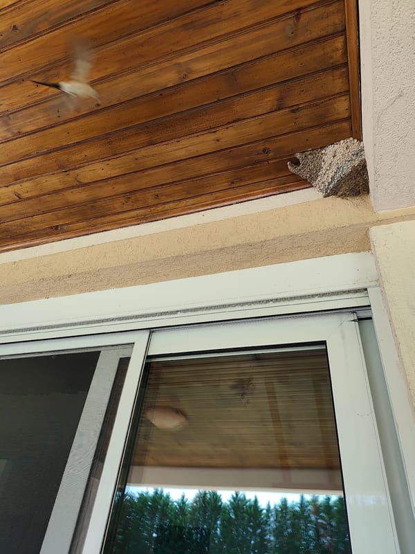 Morning moments captured in Spuž: nesting swallow, poolside tranquility