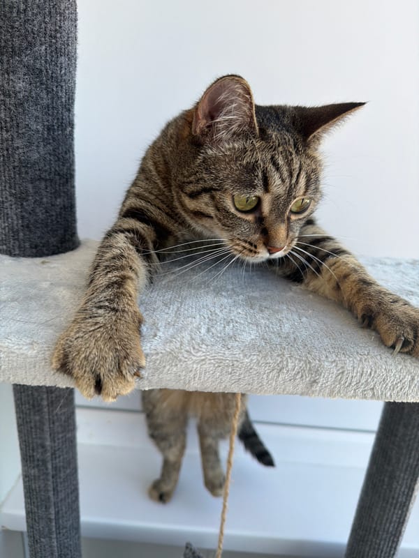 Tabby cat and Yorkie share an apartment afternoon in Russia