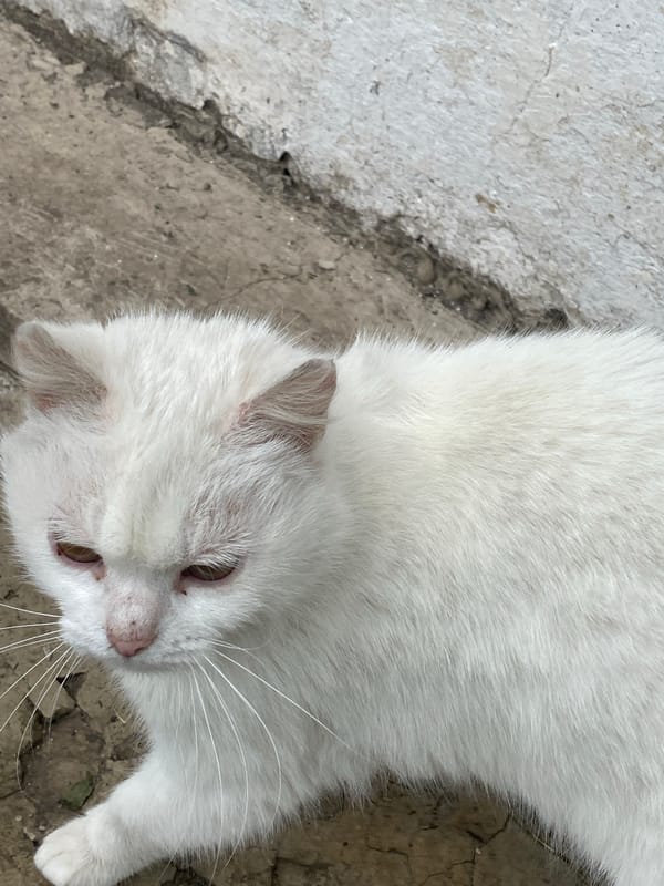 Rural Ukrainian village life documented through cats, chickens, farmland