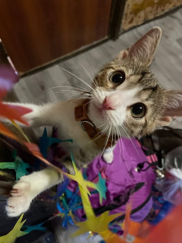 Cats, a purple backpack, and a lazy Tbilisi morning