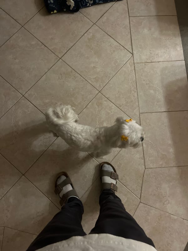 Small white dog with yellow clips spotted indoors in Puebla