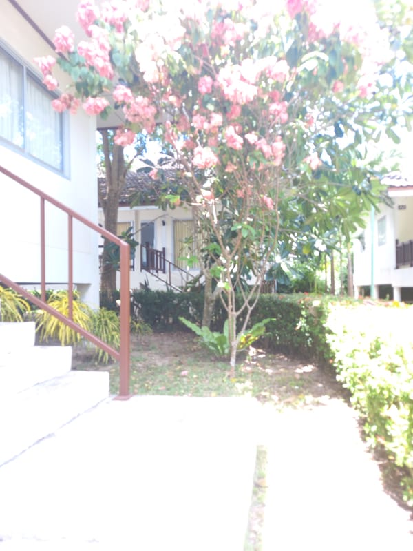 Lazy morning at a Baan Mae Nam guesthouse, breakfast done