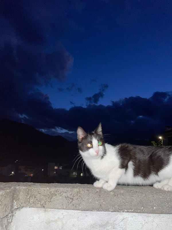 Cat roams Bulgarian mountain town during cloudy evening