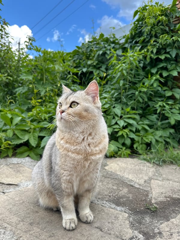 Rural cat explores garden amid dramatic skies
