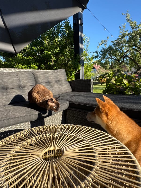 Woman enjoys sunny afternoon with Shiba Inu and cat