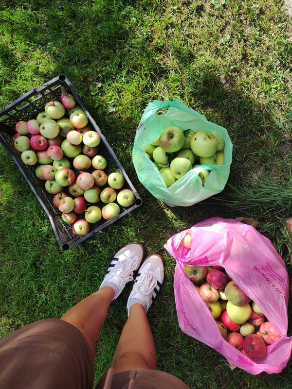 Summer afternoon apple harvest in a Chaikovsky backyard