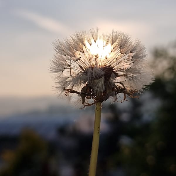 Sunset in Dunnae-myeon: animals, wildflowers, and fading light