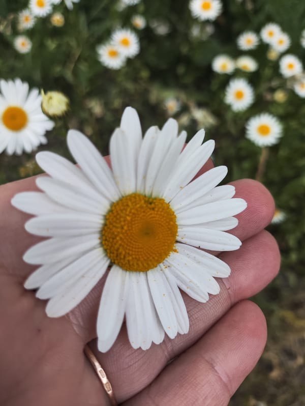 Evening flower walk and drive documented in Tallinn
