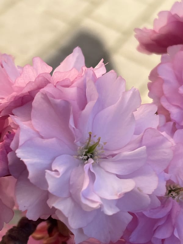 Person holds pink flowering branch in Strasbourg
