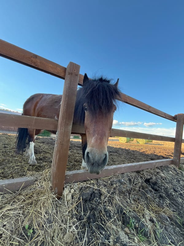 Afternoon at a rural eco-farm in Vybolovo, animals and all