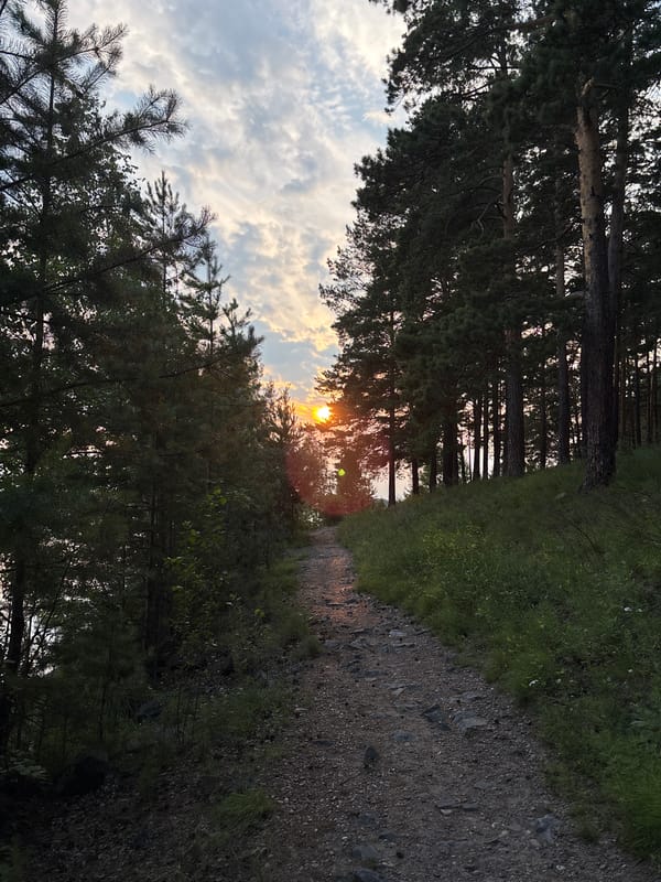 Pine forest path leads toward a summer sunset in Siberia
