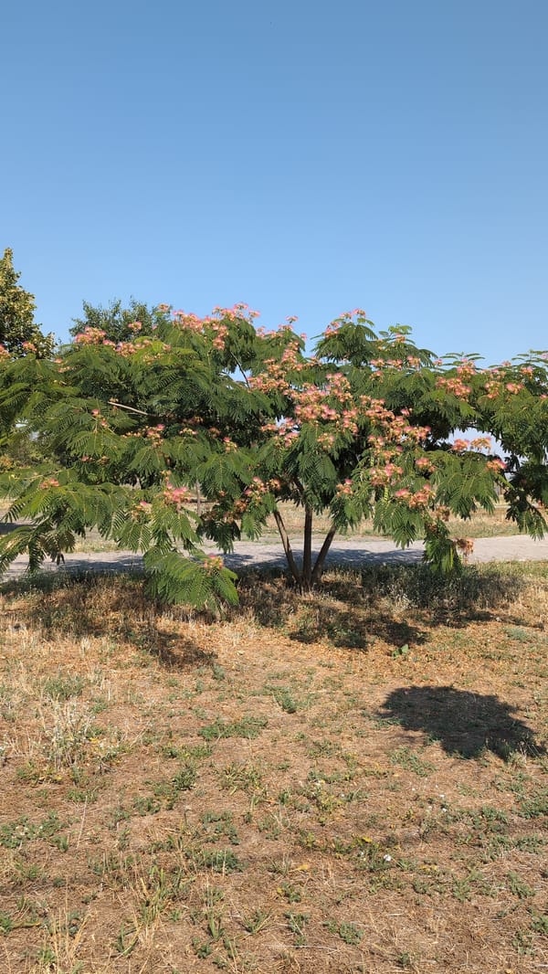 Persian silk tree blooms above the Southern Bug River, Mykolaiv