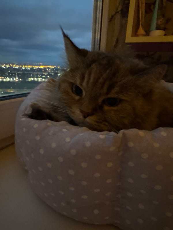 Cats resting in window beds with city lights behind them