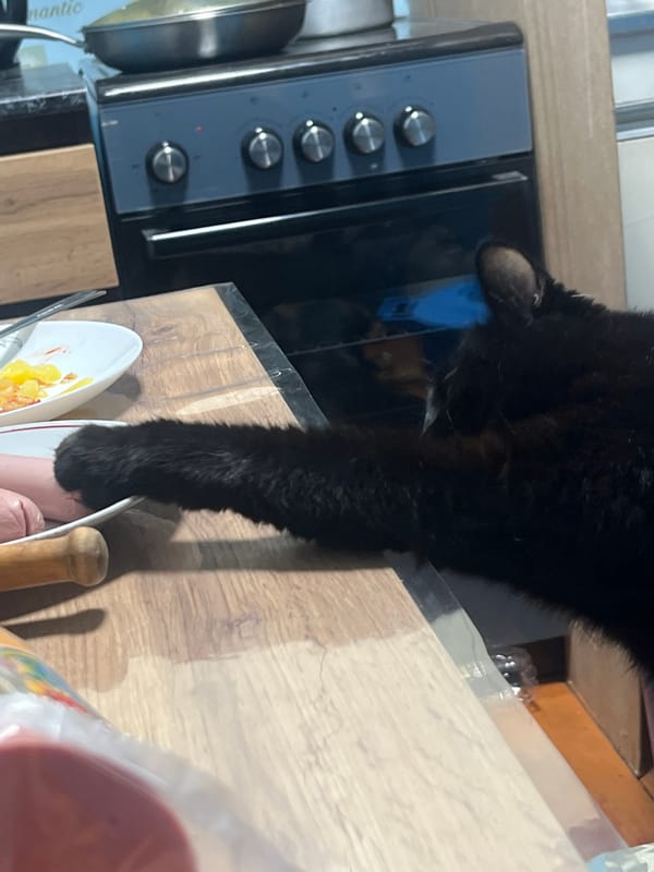 Woman with multiple cats and dog captured in Nizhny Tagil home