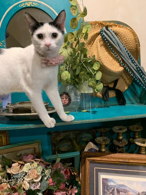 Cats, moths, and garden details in a Tbilisi evening