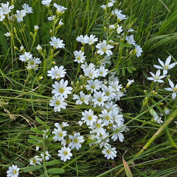 Spring wildflowers bloom along rural road in Bulgarian village
