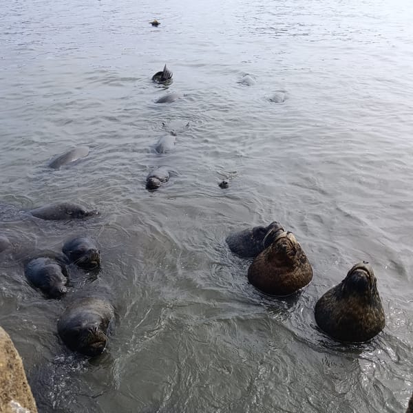 Sea lions mingling with fishing boats in Iquique's harbor