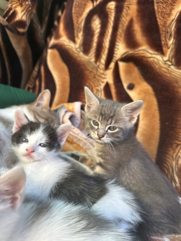 Kitten playtime and garden flowers captured in close detail