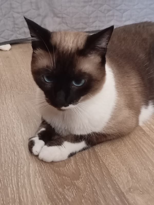 A Batumi afternoon with a Siamese cat and its housemates