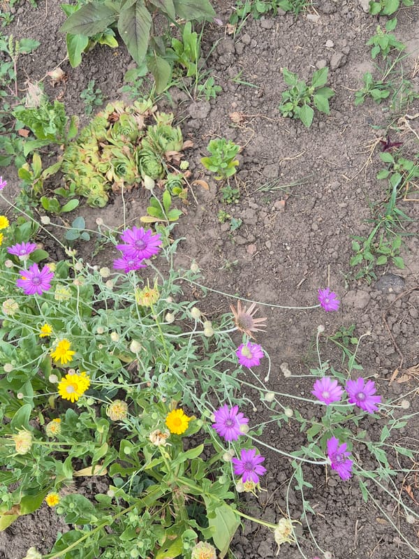 Summer morning in a Ukrainian village: gardens, cats, and street life