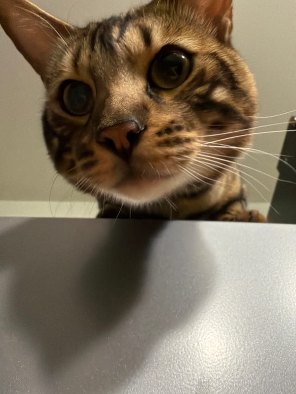 Bengal cat face-to-camera, Novosibirsk