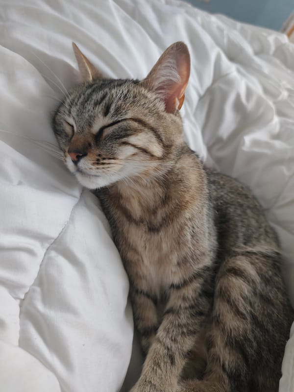 Tabby cat naps on a white duvet in Chaikovsky