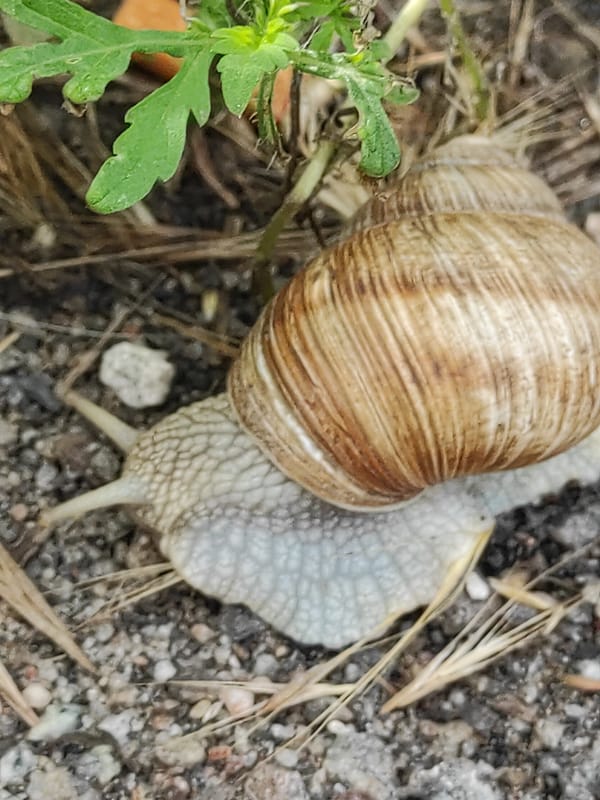 Garden snails, flowers, hops, and a cat in a tree