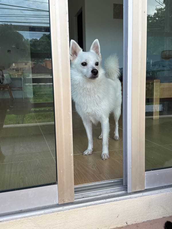 Japanese Spitz pauses in a Karon doorway, looking sideways