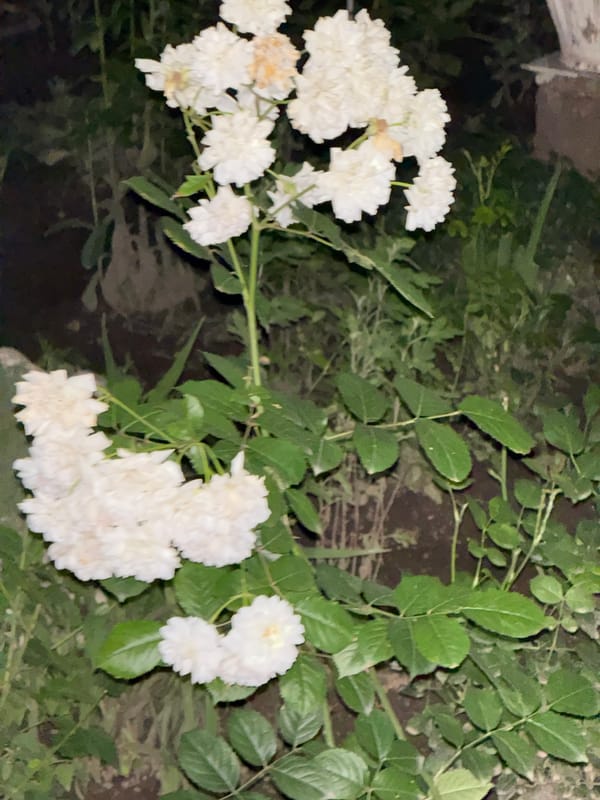 Flowers and streetside scenes at dusk