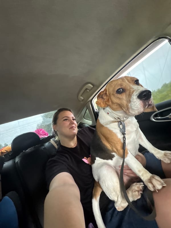 Tri-colored beagle mix riding along in a car, Chaykovsky