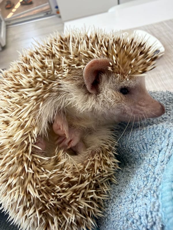 Hedgehog hangout and colorful Porsches spotted in Sofia