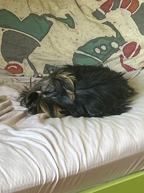 Dog rests comfortably in bed in Silistra, Bulgaria