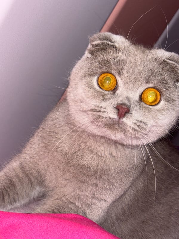 Gray Scottish Fold cat observed looking down at viewer