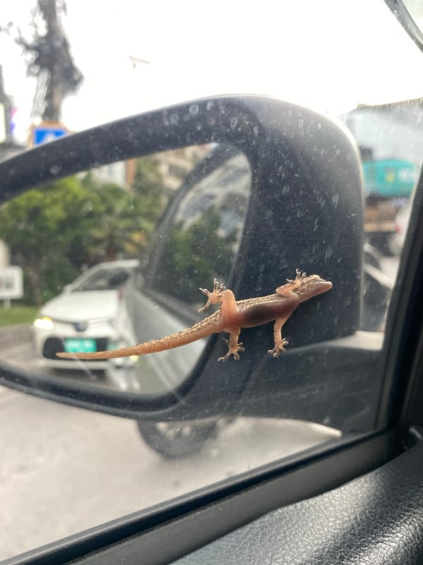 Gecko hitchhikes on car mirror through Thai streets