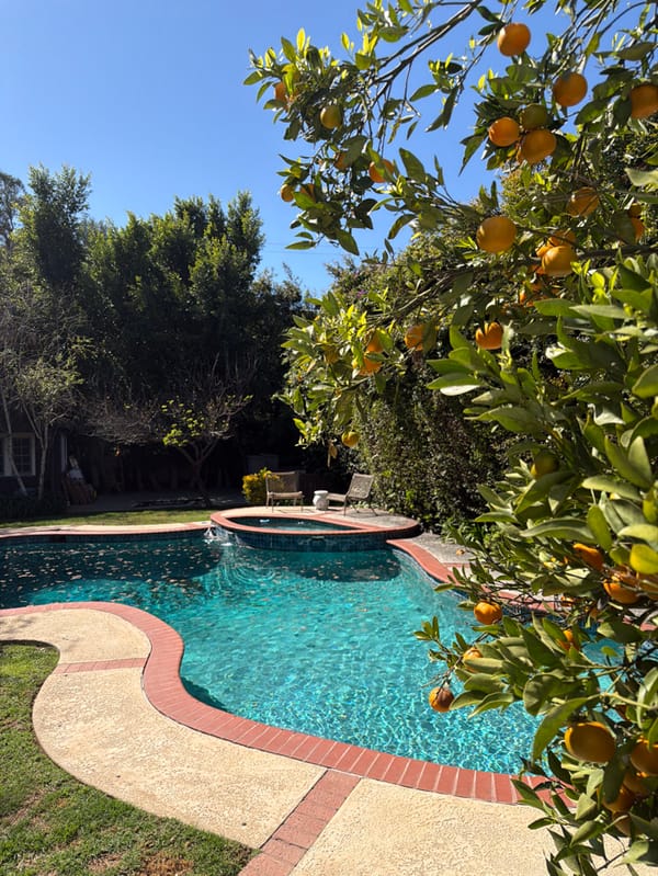 Quiet evening with pet dog in Los Angeles backyard