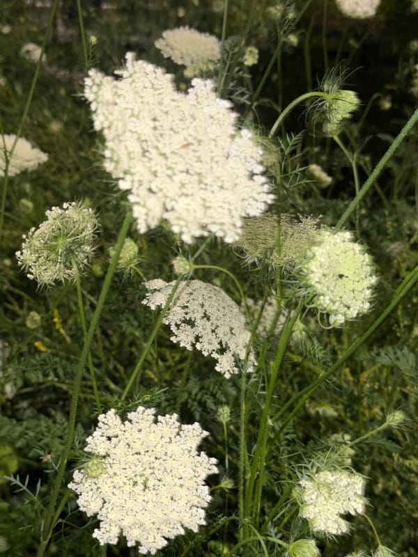 Evening stroll through city streets, buildings and blooms